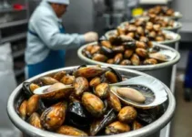 ostras e mexilhões enlatados